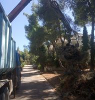 αποκομιδή κηπαίων εικόνα