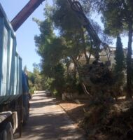 αποκομιδή κηπαίων εικόνα
