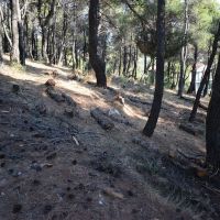 Εικόνες εγκατάληψης - Δημοτική Κοινότητα Διονύσου 2021